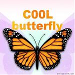   C00Lbutterfly