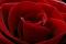 ������ ������� red ro0ose